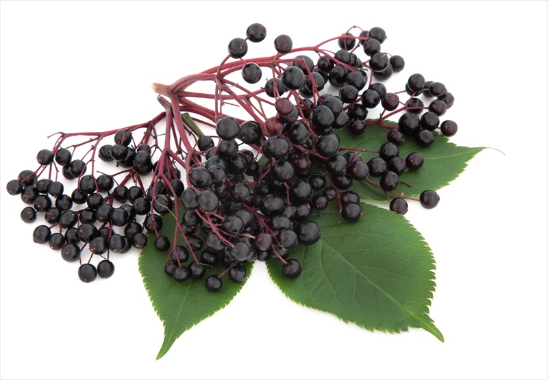 elderberry for colds