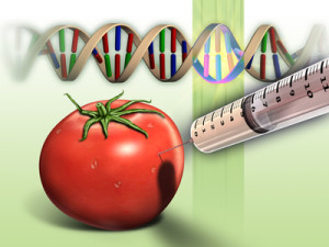 Dangers of Genetically modified foods
