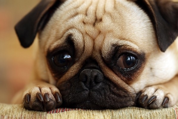 Diarrhea in dogs: Causes and Natural Cures