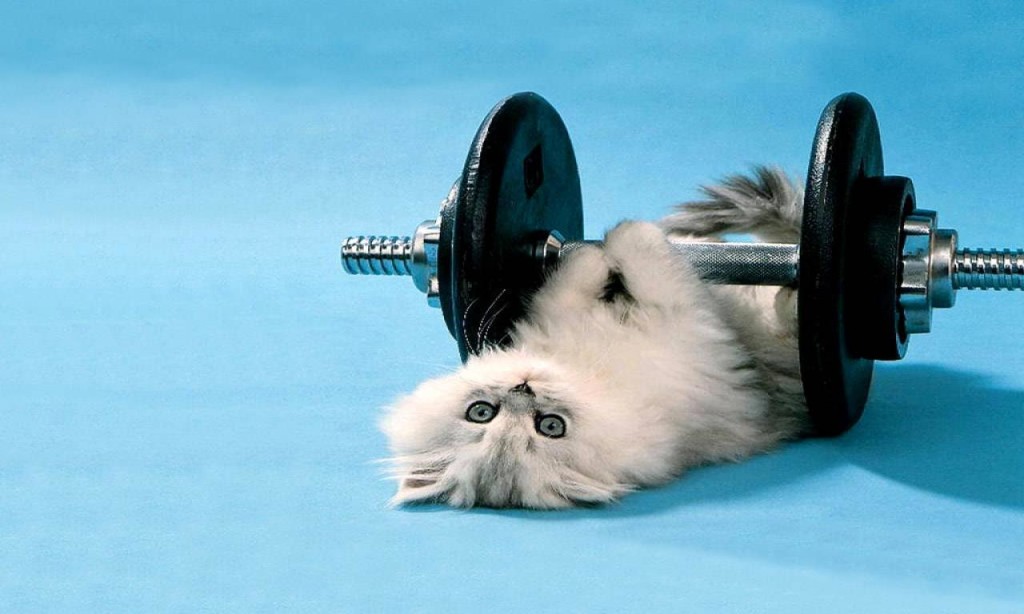 overweight pet exercises
